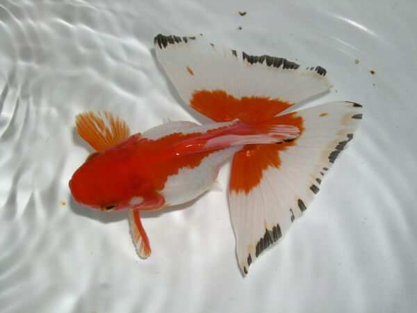 文魚